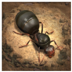 小小������H版(The Ants)